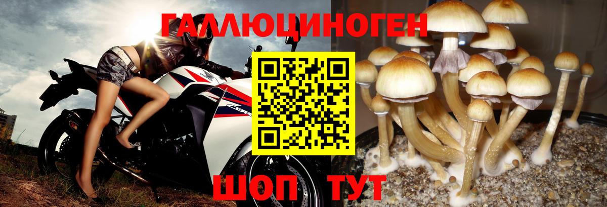 Псилоцибиновые грибы Cubensis  Вход с VPN  Вязьма 